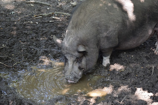 六度當選！梅西榮獲2022年度世界最佳足球運動員！.